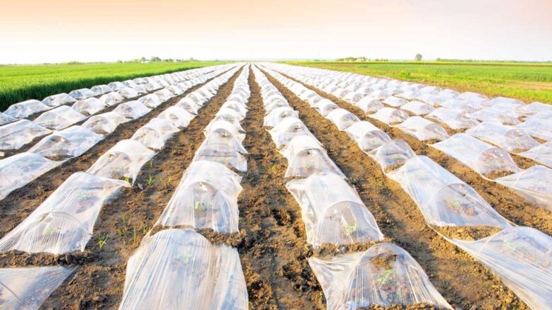 aimplas Sector Hortícola. Nuevas tendencias en Plasticultura|LOGO-AIMPLAS|aimplas Sector Hortícola. Nuevas tendencias en Plasticultura|cheloescirig-khxE--1248x1566@La Verdad